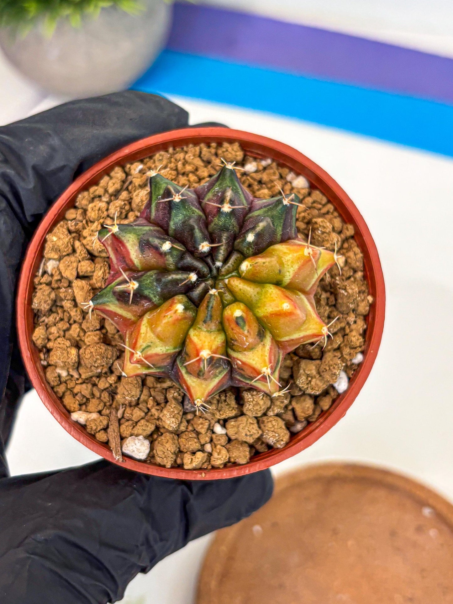 Gymnocalycium Sepia (gy12) (r3) | colorful Variegated Cactus