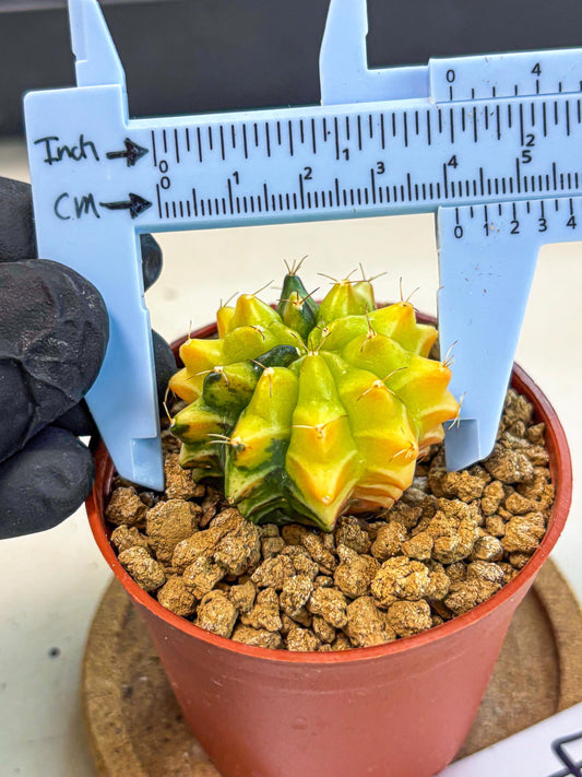 Gymnocalycium Sepia (gy12) (4r) | colorful Variegated Cactus