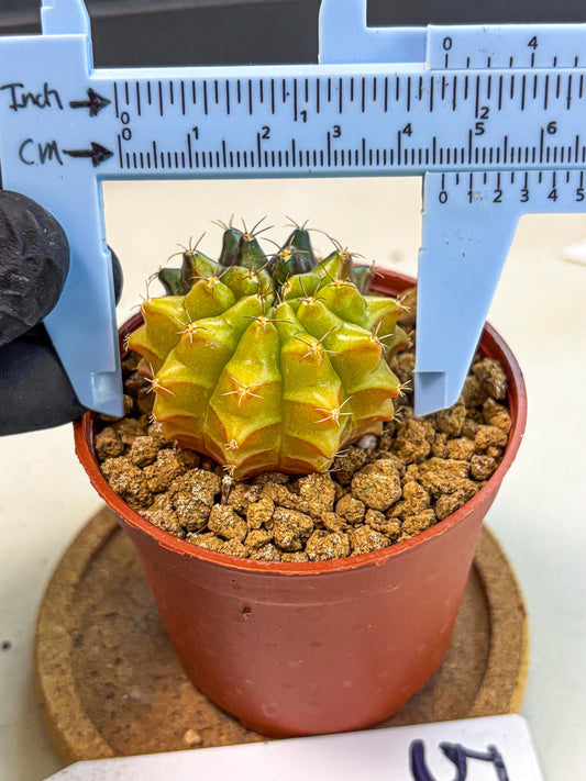 Gymnocalycium Sepia (gy12) (r5) | colorful Variegated Cactus