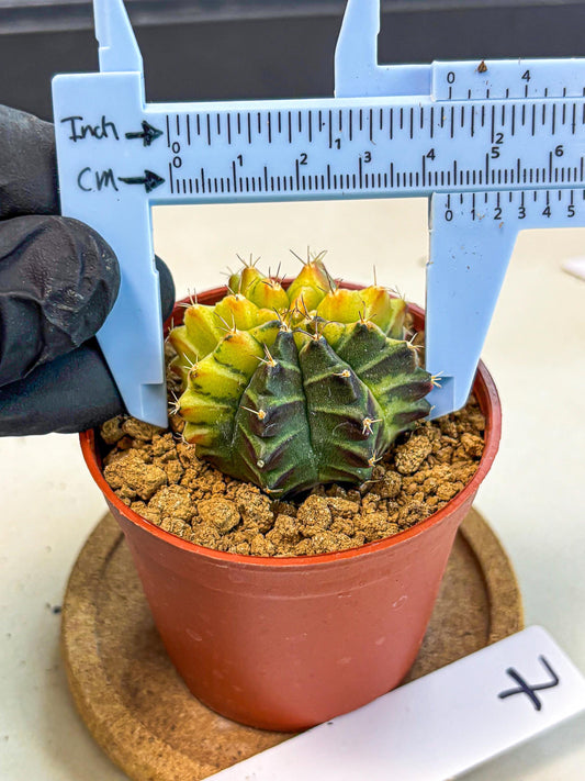 Gymnocalycium Sepia (gy12) (r7) | colorful Variegated Cactus