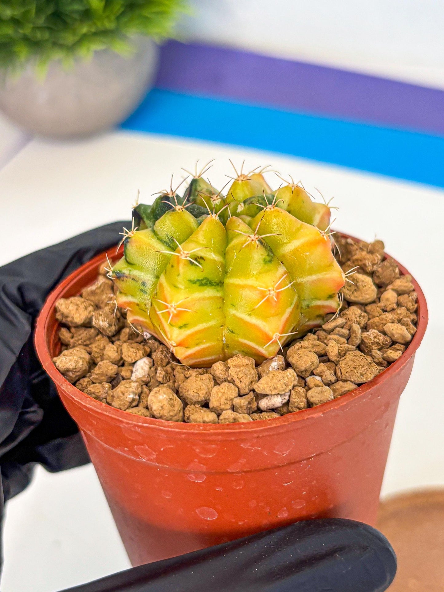 Gymnocalycium Sepia (gy12) (y1) | colorful Variegated Cactus