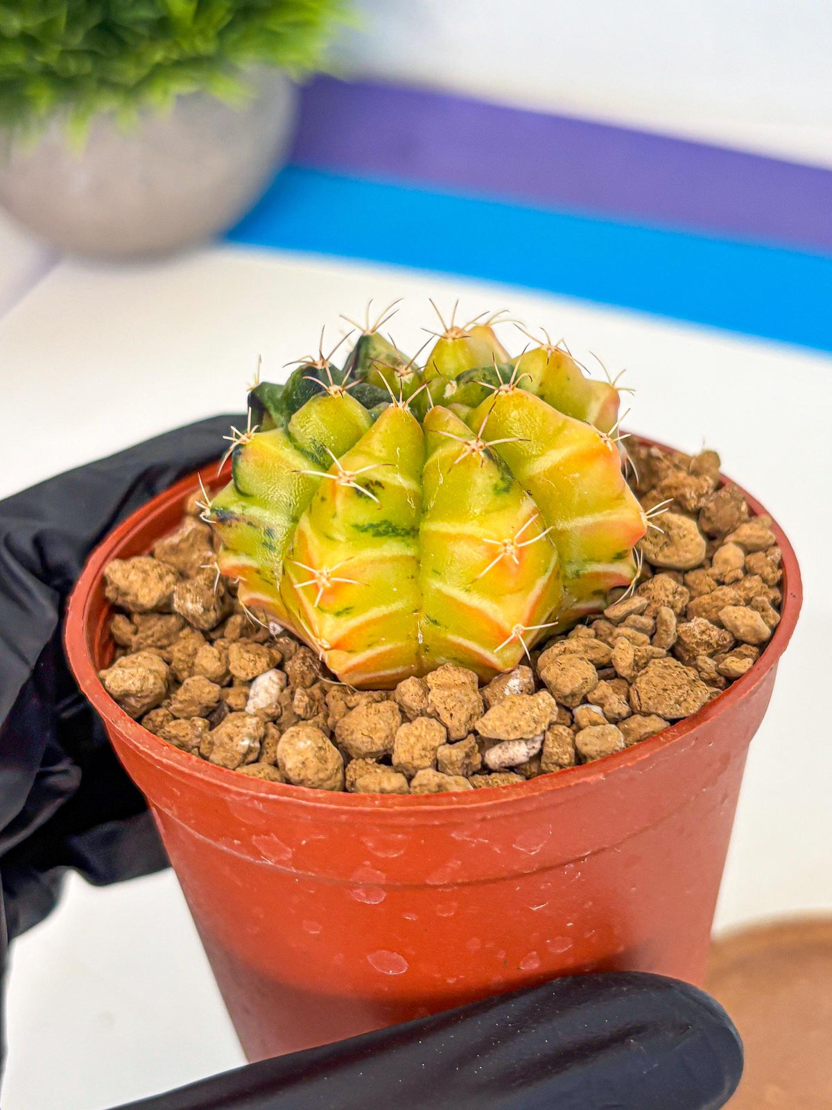 Gymnocalycium Sepia (gy12) (y1) | colorful Variegated Cactus