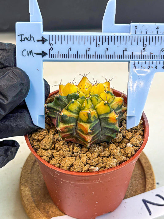 Gymnocalycium Sepia (gy12) (y2) | colorful Variegated Cactus