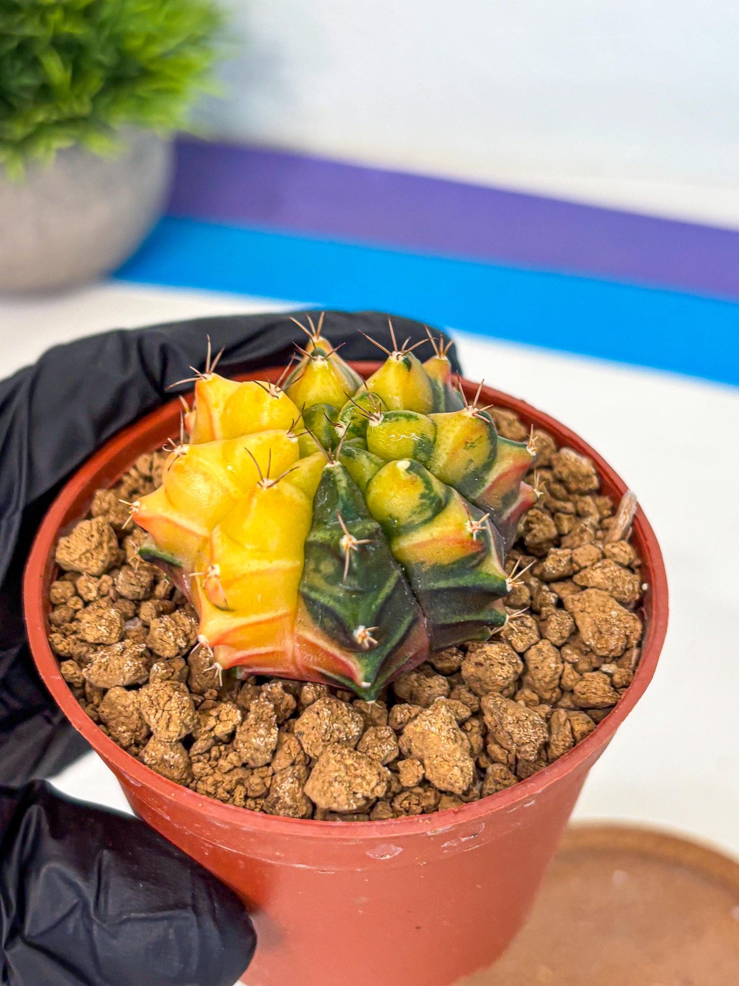 Gymnocalycium Sepia (gy12) (y2) | colorful Variegated Cactus