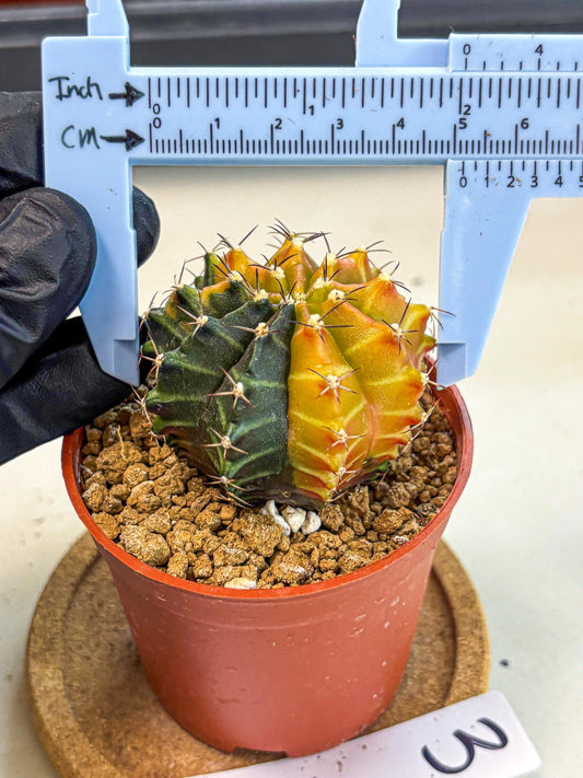 Gymnocalycium Sepia (gy12) (y3) | colorful Variegated Cactus