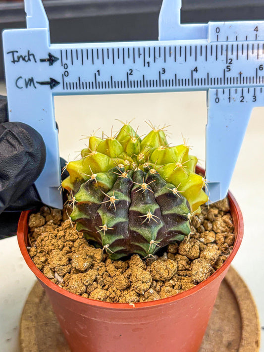 Gymnocalycium Sepia (gy12) (y4) | colorful Variegated Cactus