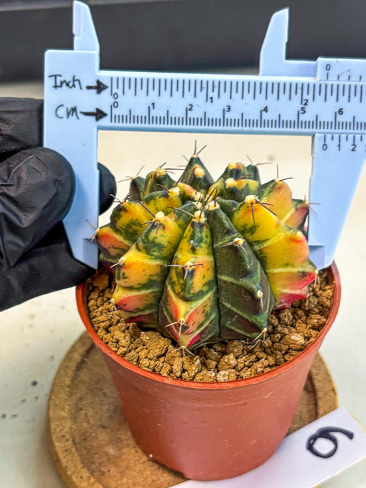 Gymnocalycium Sepia (gy12) (y6) | colorful Variegated Cactus