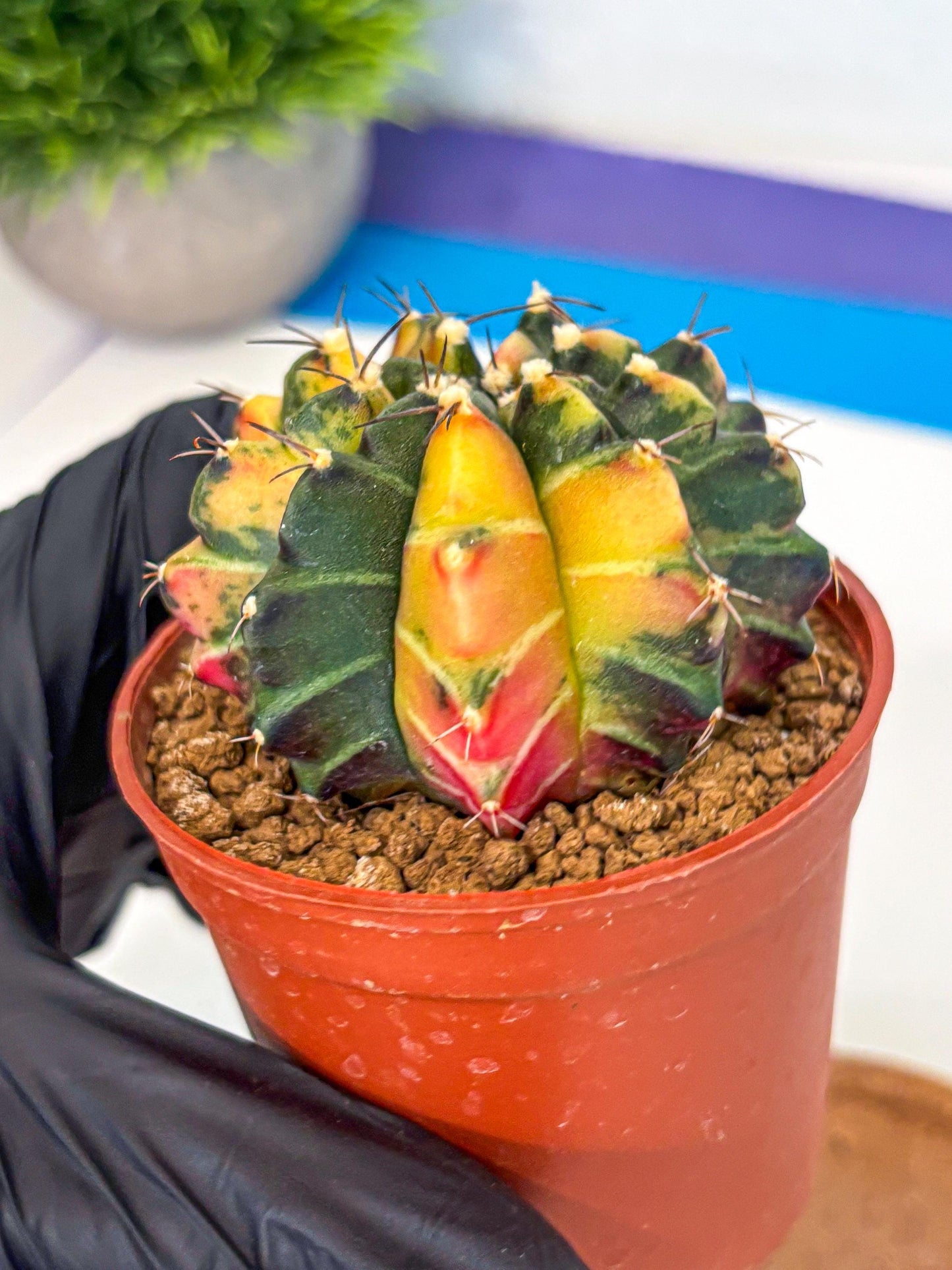 Gymnocalycium Sepia (gy12) (y6) | colorful Variegated Cactus