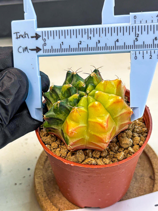 Gymnocalycium Sepia (gy12) (y7) | colorful Variegated Cactus
