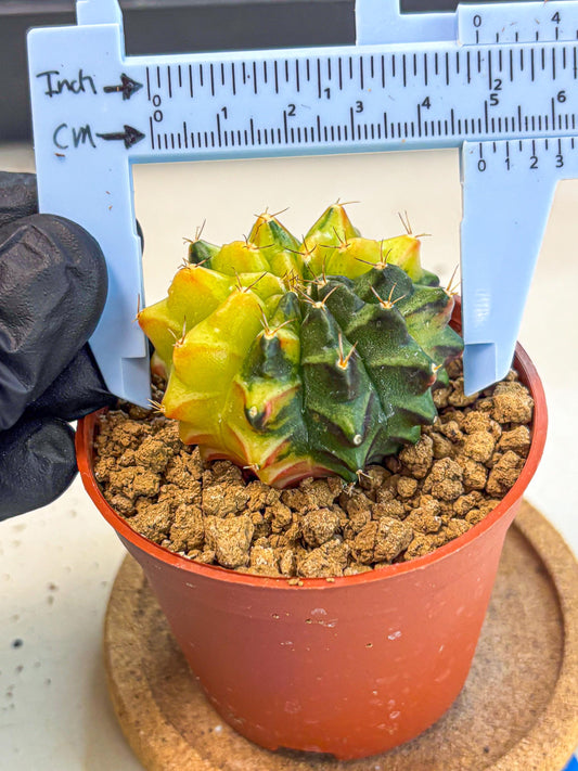 Gymnocalycium Sepia (oo) (bb) | colorful Variegated Cactus