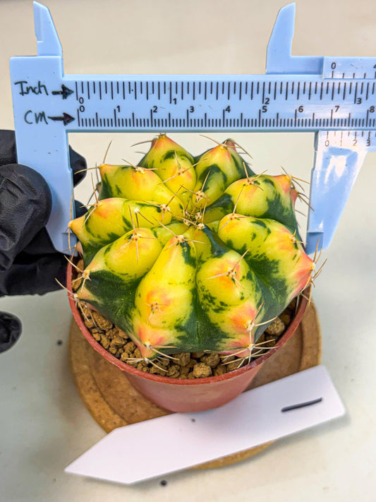 Gymnocalycium Pink Pearl (gy6) (g1) | Special Hybrid cactus