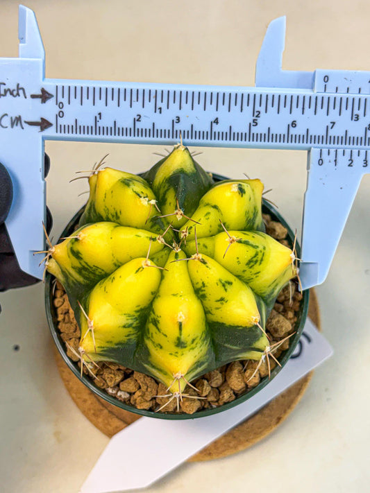 Gymnocalycium Moon Lover (gy6) (g5) | Special Hybrid cactus