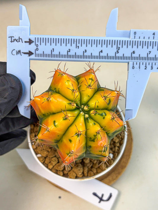 Gymnocalycium Carnelian (gy6) (g7) | Rare Hybrid cactus