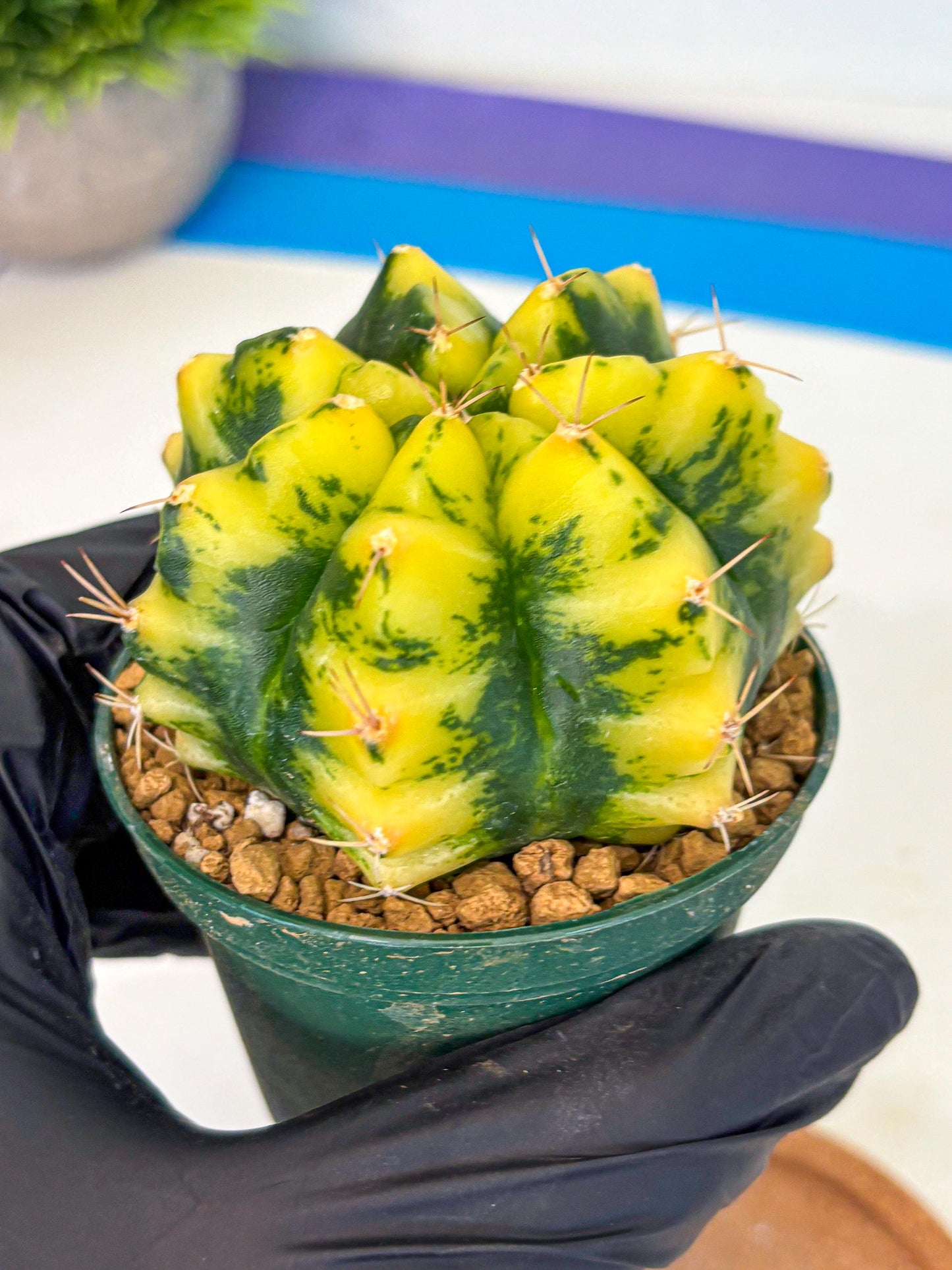 Gymnocalycium Moon Lover (gy6) (g6) | Special Hybrid cactus