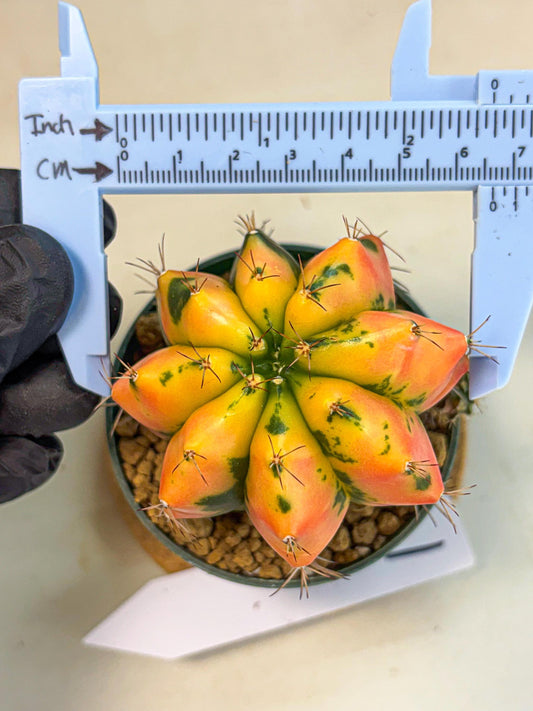 Gymnocalycium Carnelian (gy6) (y1) | Rare Hybrid cactus