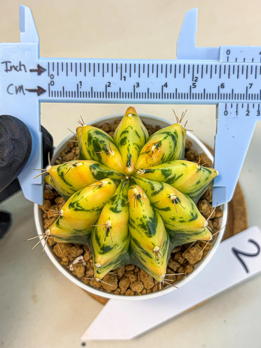 Gymnocalycium Stella (gy6) (y2) | Rare Hybrid cactus