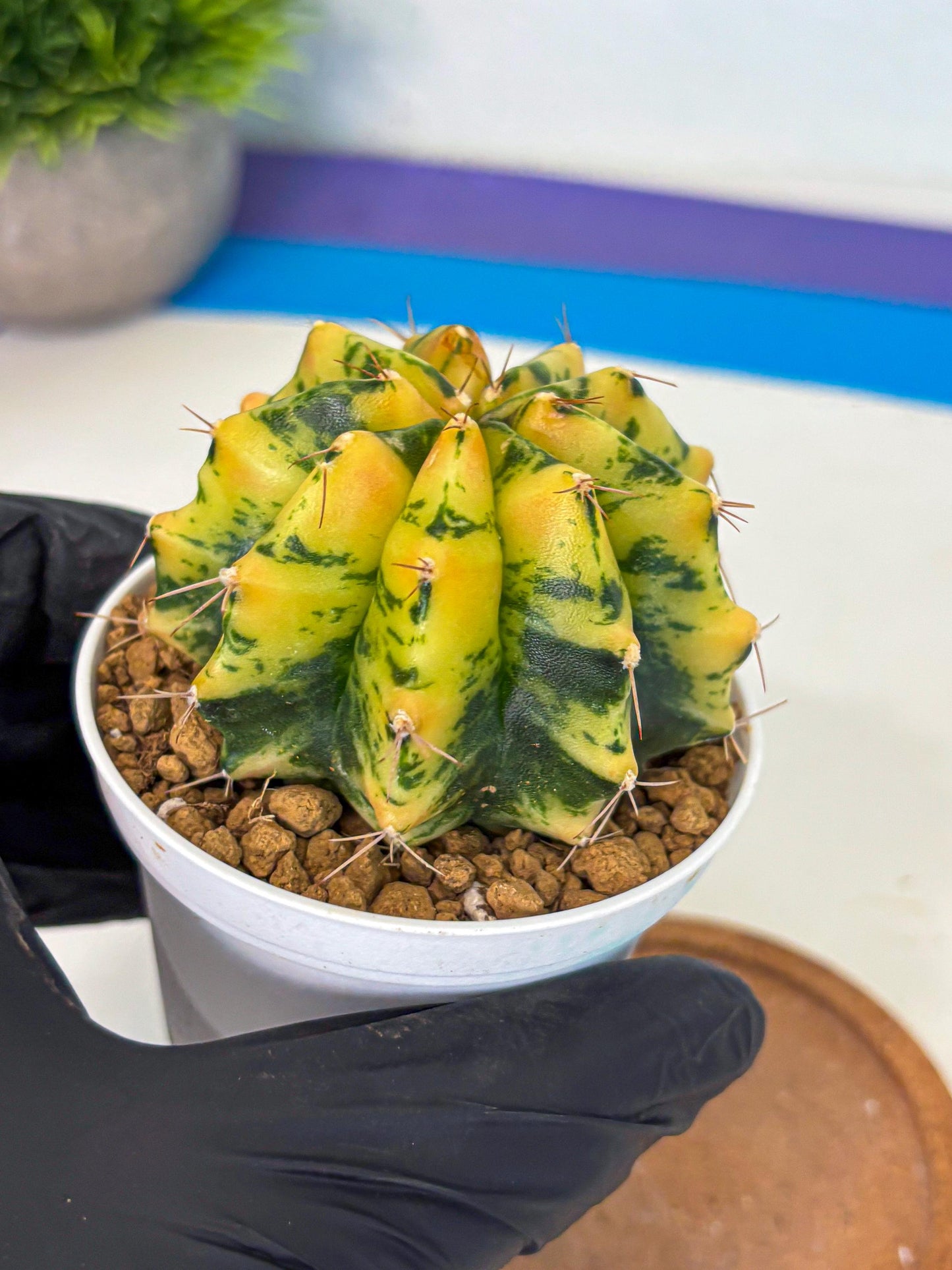 Gymnocalycium Stella (gy6) (y2) | Rare Hybrid cactus