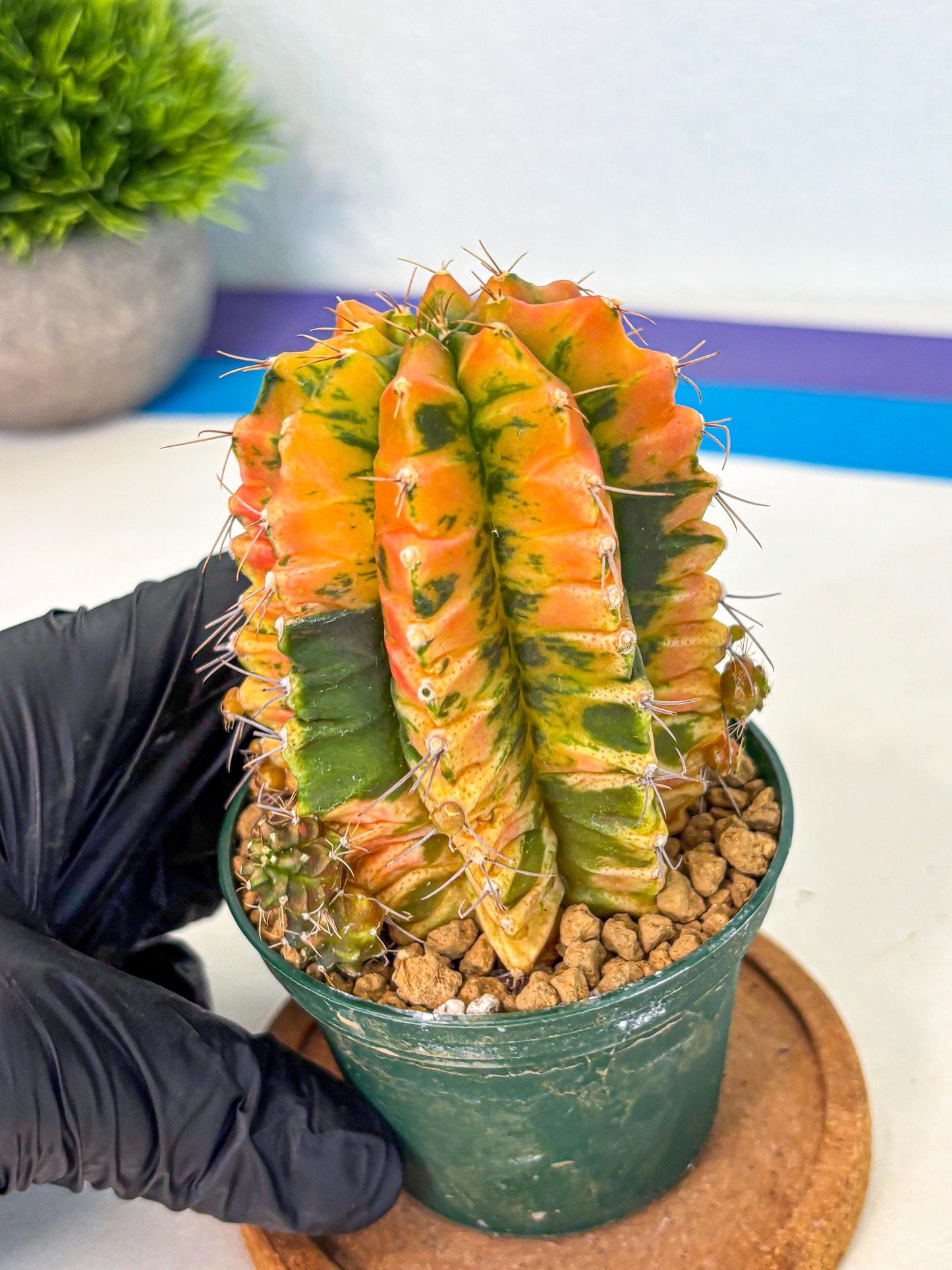 Gymnocalycium Saffron (gy6) (y4) | Special Hybrid cactus