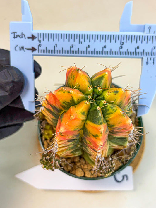 Gymnocalycium Saffron (gy6) (y5) | Special Hybrid cactus