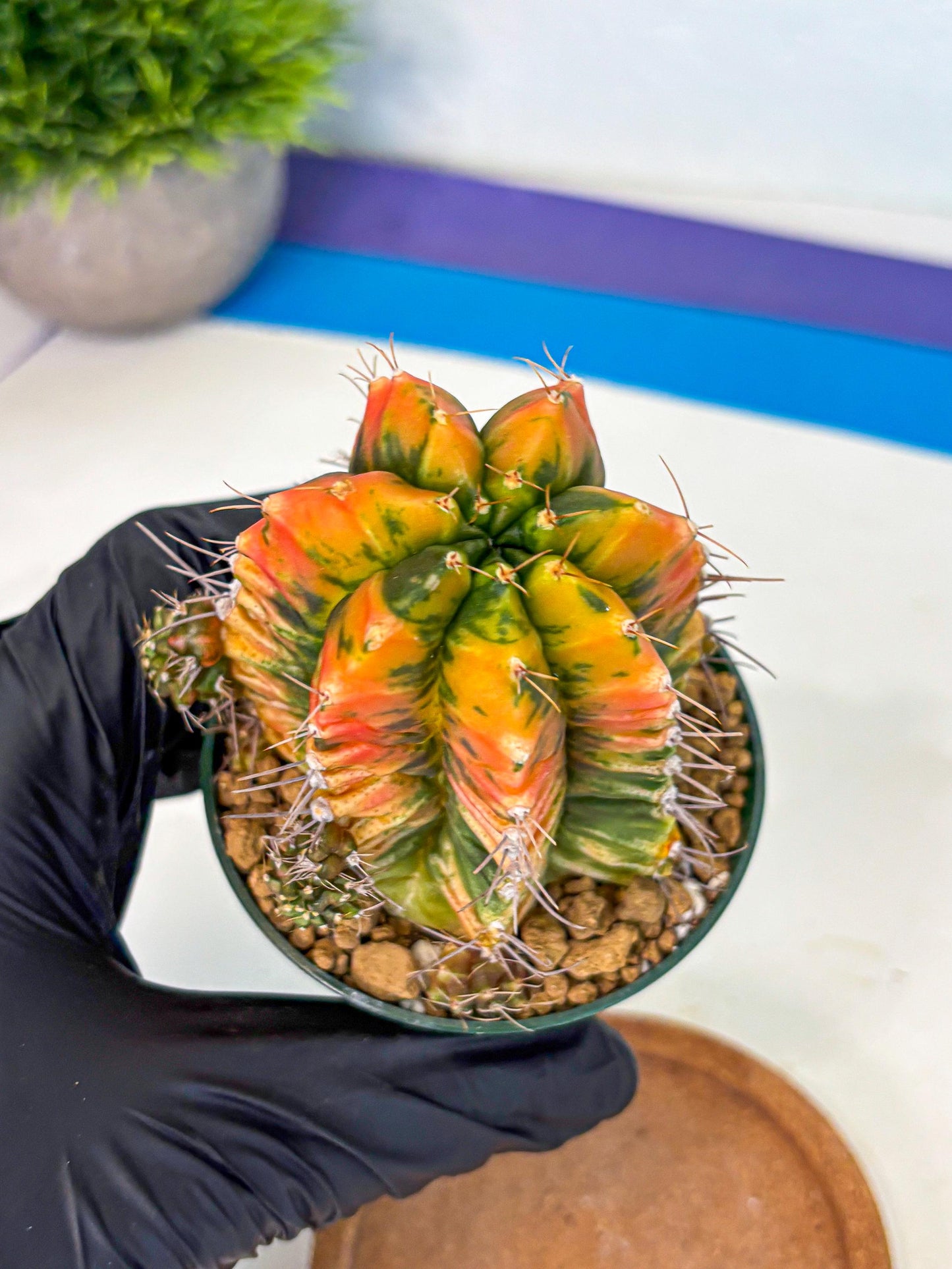 Gymnocalycium Saffron (gy6) (y5) | Special Hybrid cactus