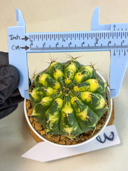 Gymnocalycium Cat Eye (gy6) (b3) | Special Hybrid cactus