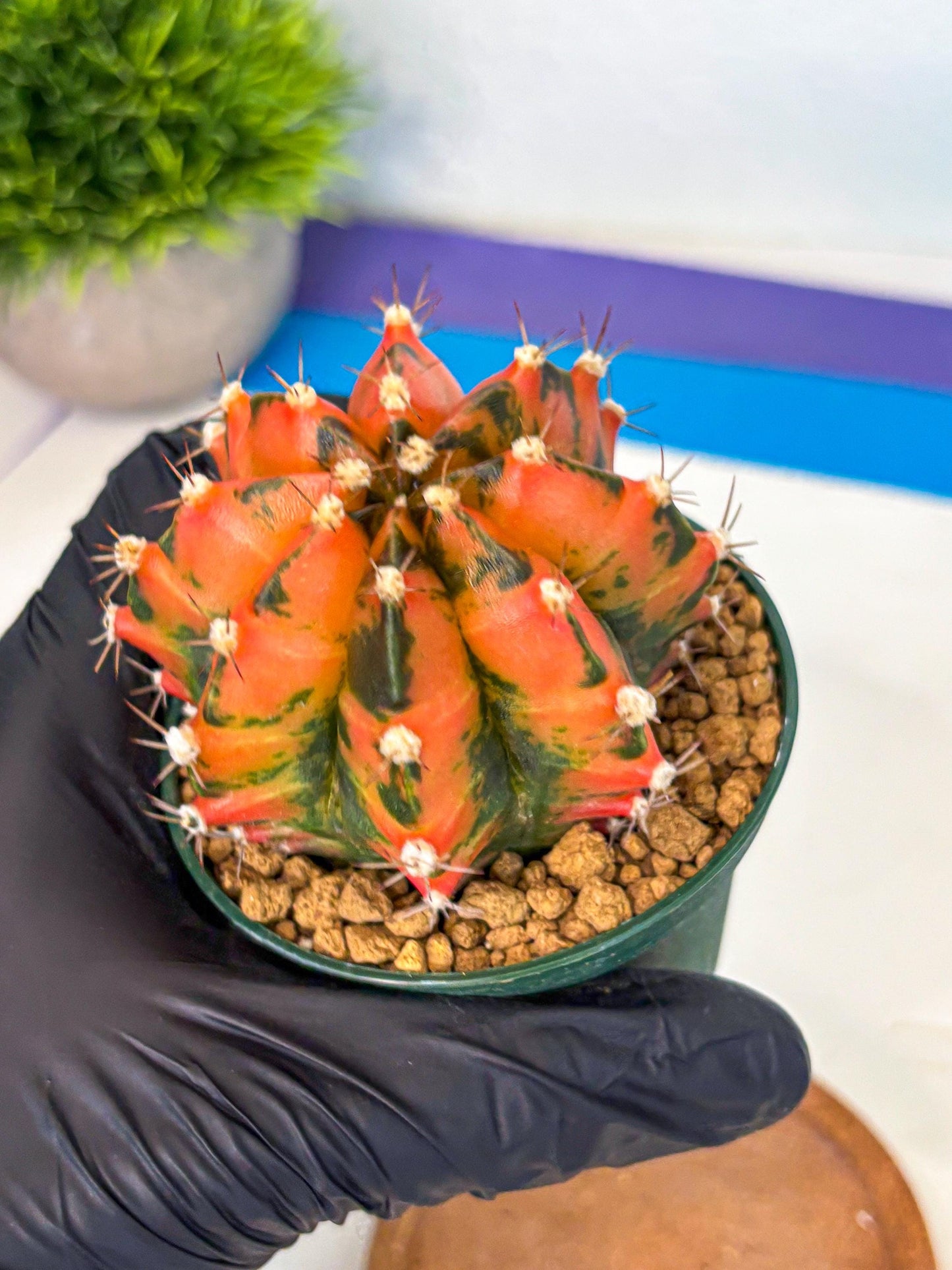 Gymnocalycium Honey Orange (gy6) (b5) | Rare Hybrid cactus
