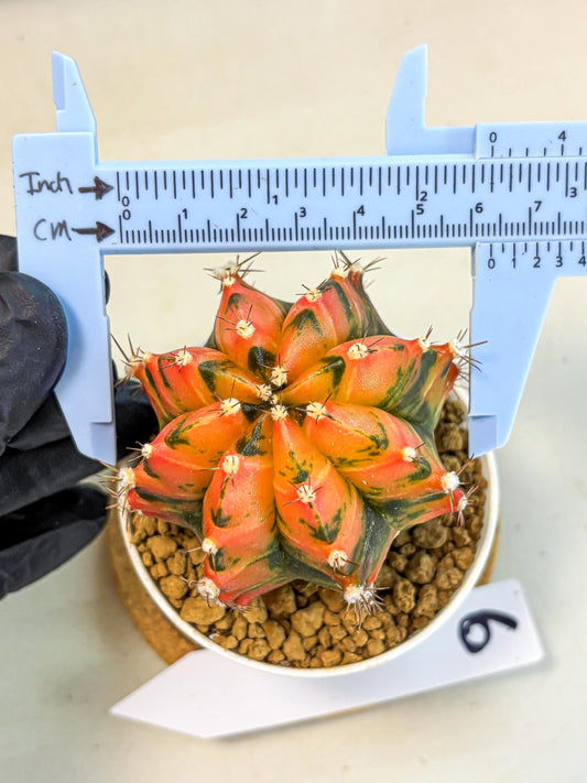 Gymnocalycium Honey Orange (gy6) (b6) | Rare Hybrid cactus