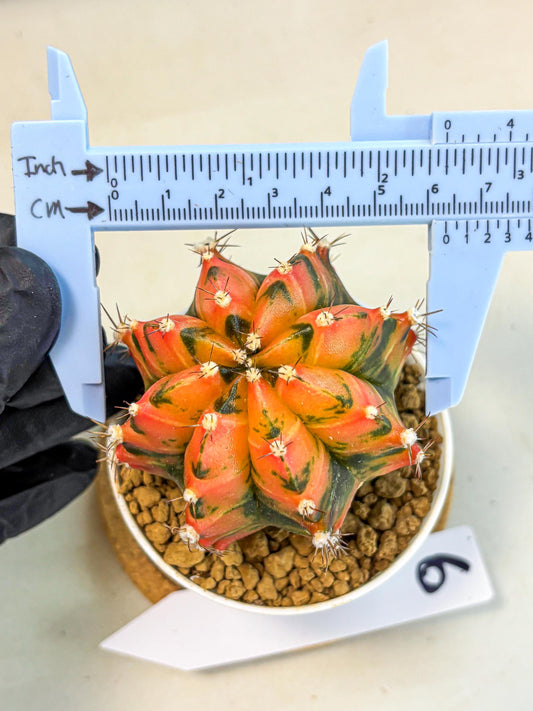 Gymnocalycium Honey Orange (gy6) (b6) | Rare Hybrid cactus