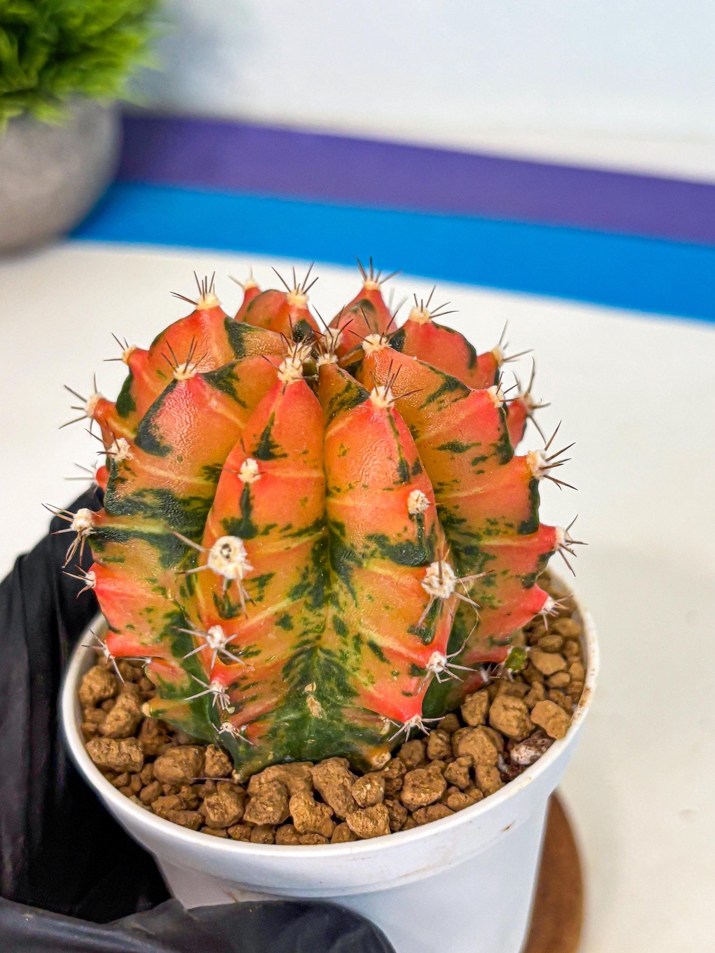 Gymnocalycium Honey Orange (gy6) (b6) | Rare Hybrid cactus