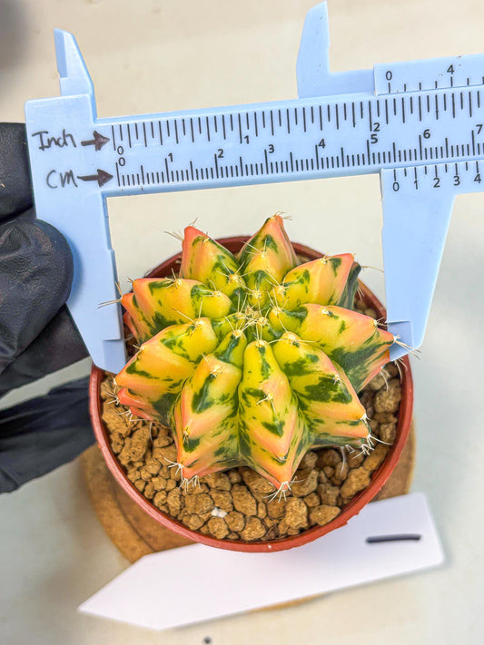 Gymnocalycium Starlight (gy7) (r1) | Rare Hybrid cactus