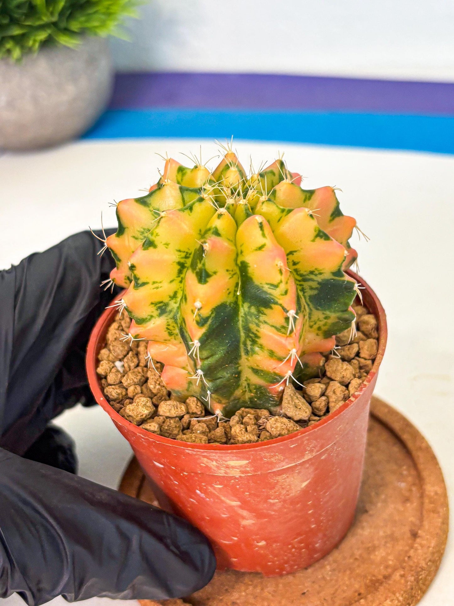 Gymnocalycium Starlight (gy7) (r1) | Rare Hybrid cactus