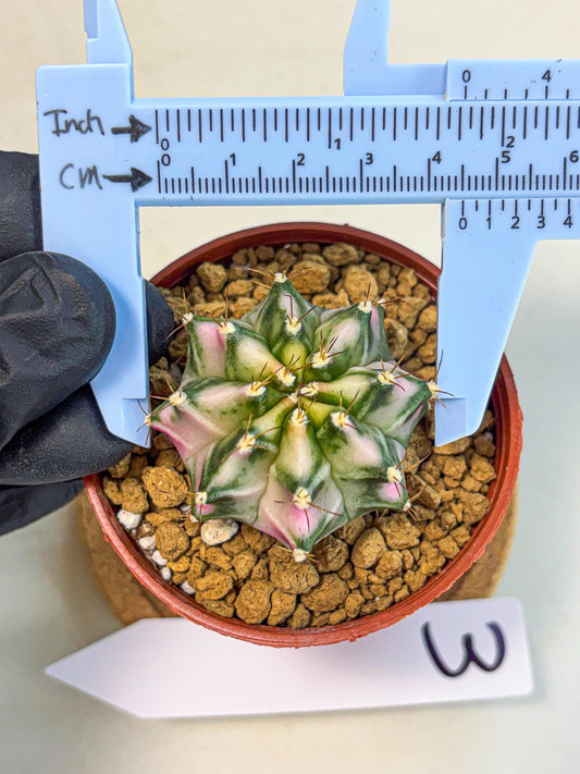 Gymnocalycium Pink DIamond (gy7) (r3) | Rare Hybrid cactus