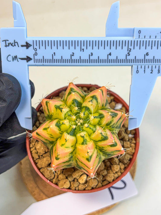 Gymnocalycium Starlight (gy7) (r2) | Rare Hybrid cactus