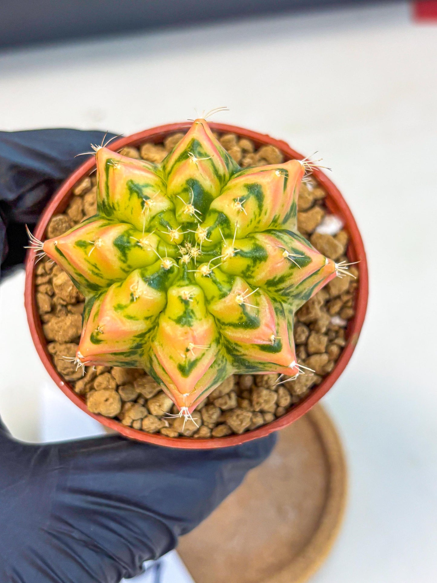 Gymnocalycium Starlight (gy7) (r2) | Rare Hybrid cactus