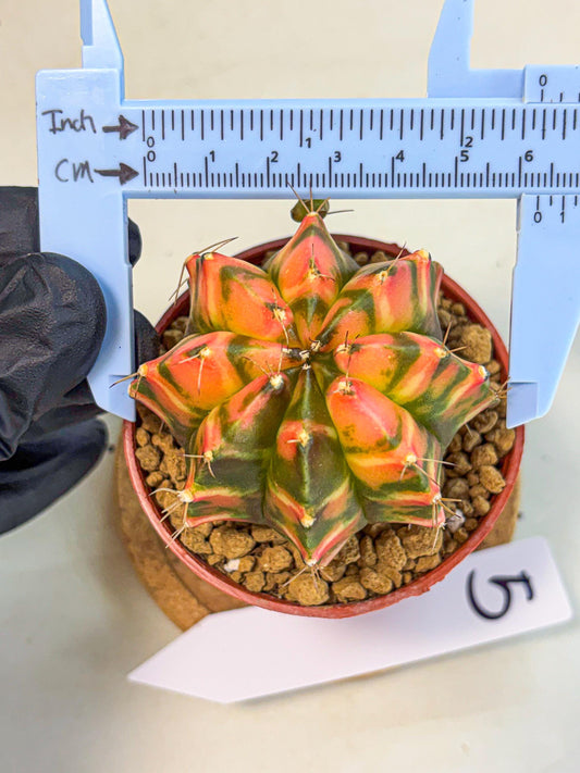 Gymnocalycium Dalah (gy7) (r5) | Rare Hybrids