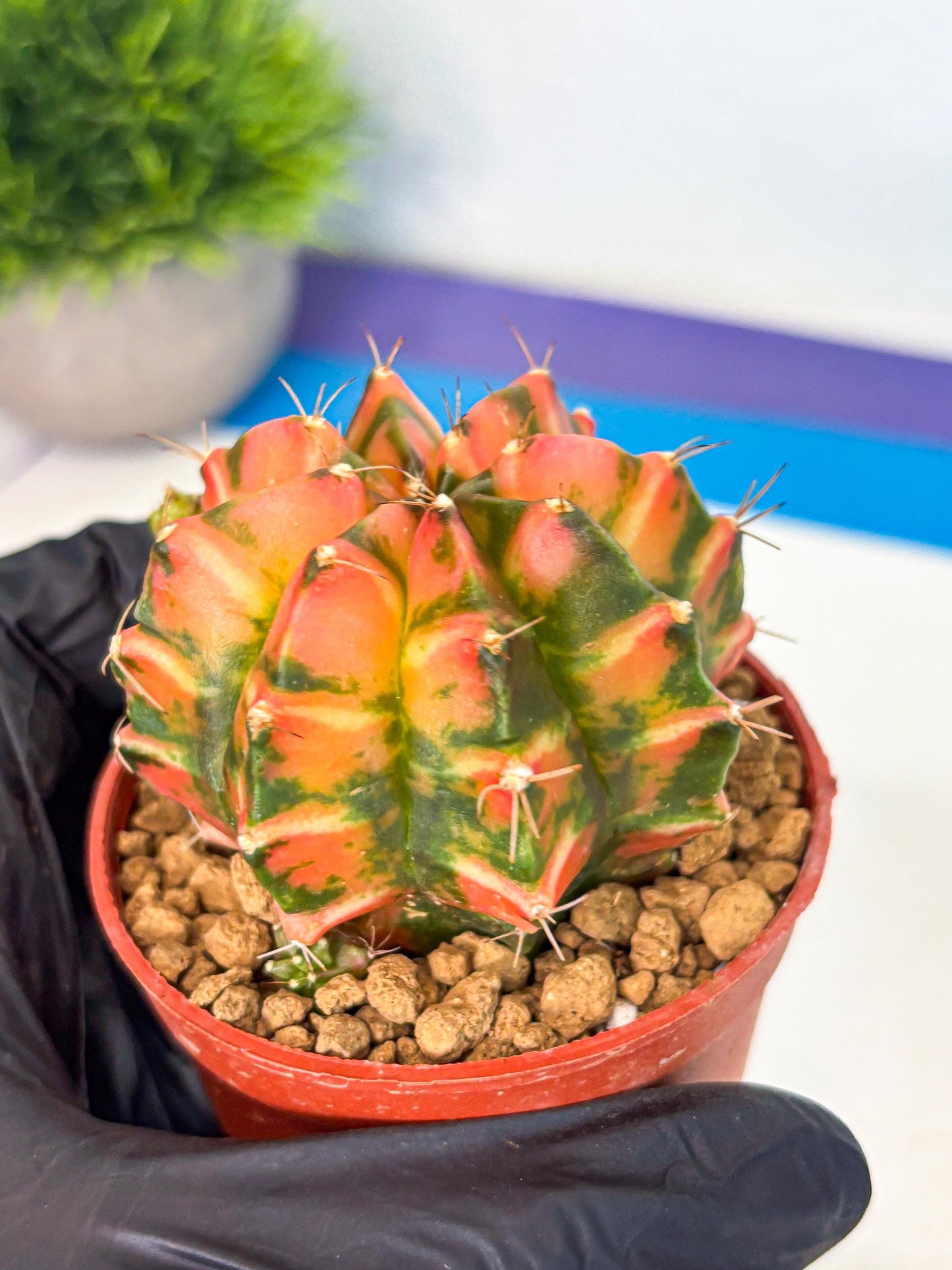 Gymnocalycium Dalah (gy7) (r5) | Rare Hybrids