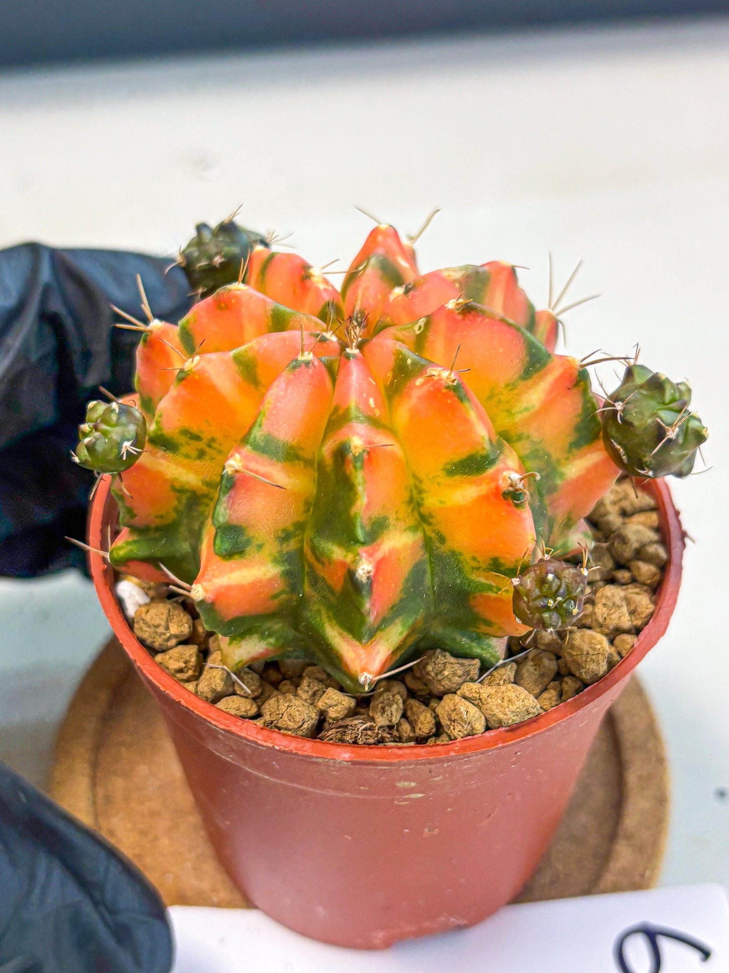 Gymnocalycium Dalah (gy7) (r6) | Rare Hybrids