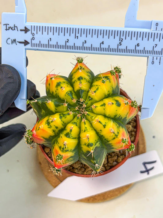 Gymnocalycium Mandarin (gy7) (g4) | Rare Hybrid cactus