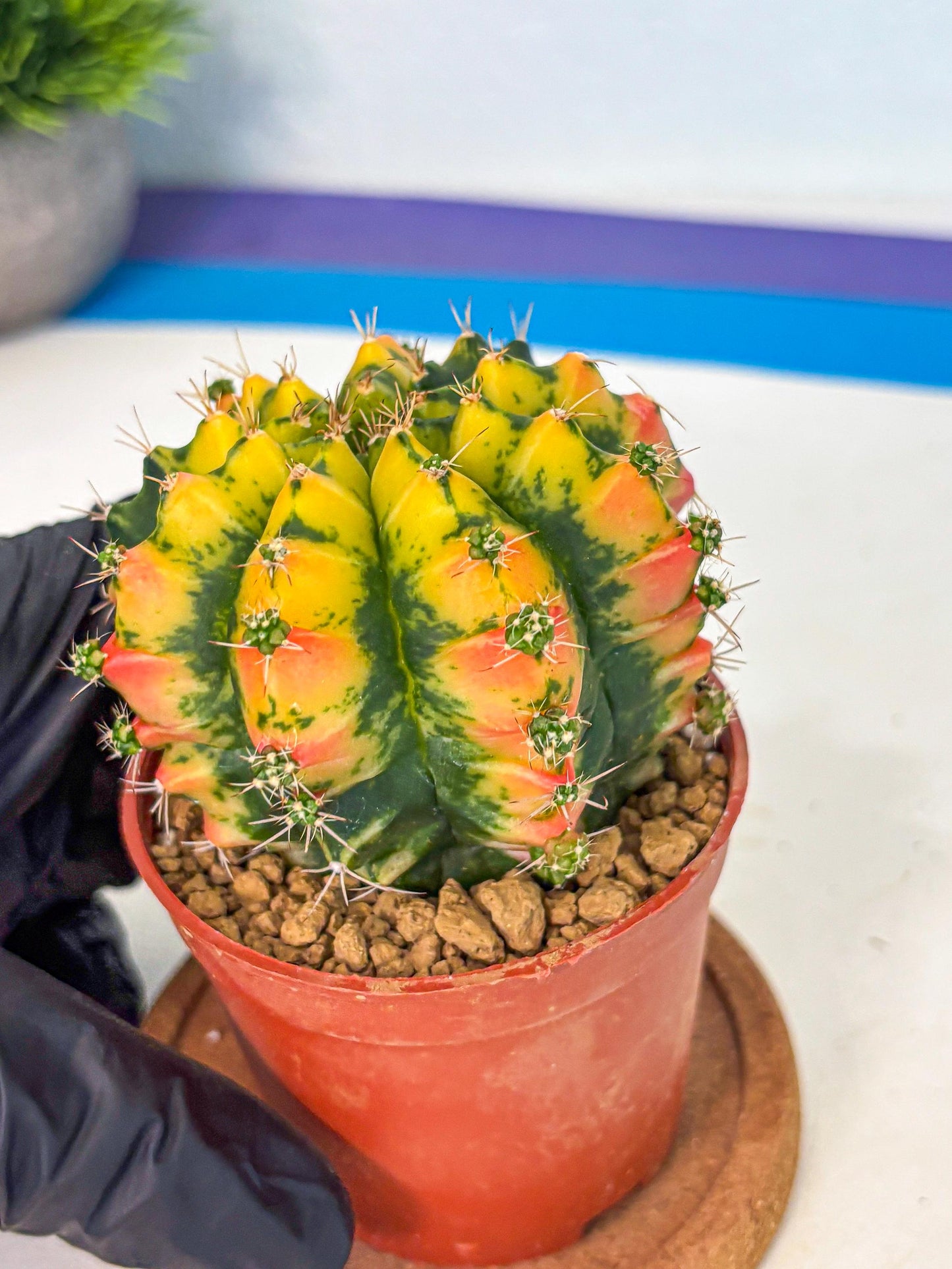 Gymnocalycium Mandarin (gy7) (g4) | Rare Hybrid cactus