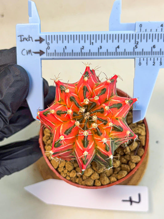 Gymnocalycium Japan Clone (gy7) (g7) | Special Hybrid cactus