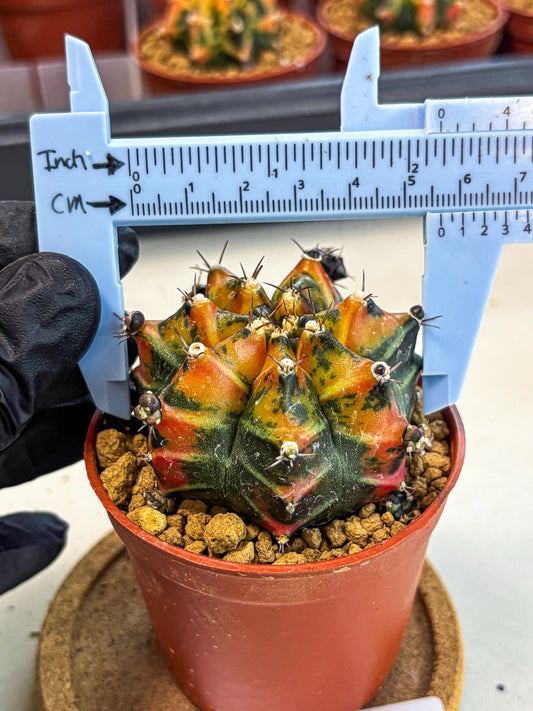 Gymnocalycium Yuzu (gy7) (b4) | Variegated cactus