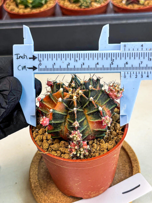 Gymnocalycium Garnet (gy8) (y1) | Variegated cactus