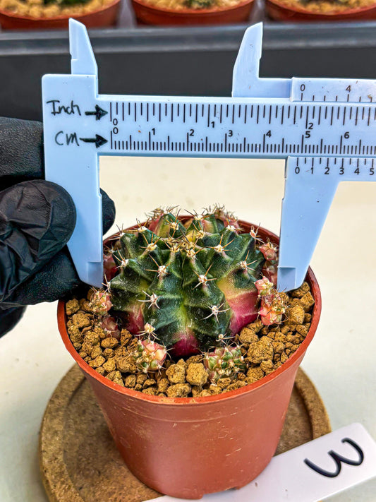 Gymnocalycium Bubble Gum (gy8) (y3) | Special Hybrid cactus