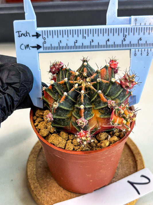 Gymnocalycium Garnet (gy8) (y2) | Variegated cactus