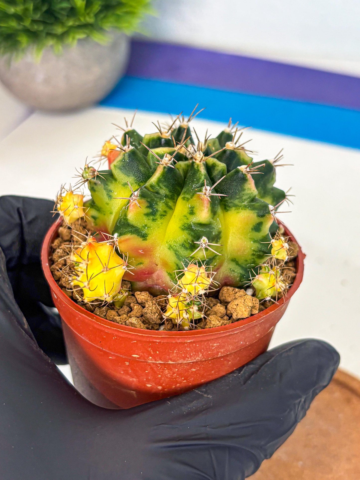Gymnocalycium Luna (gy8) (y7) | Variegated cactus