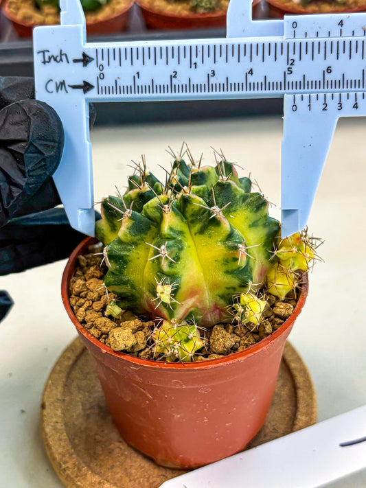 Gymnocalycium Luna (gy8) (p1) | Variegated cactus