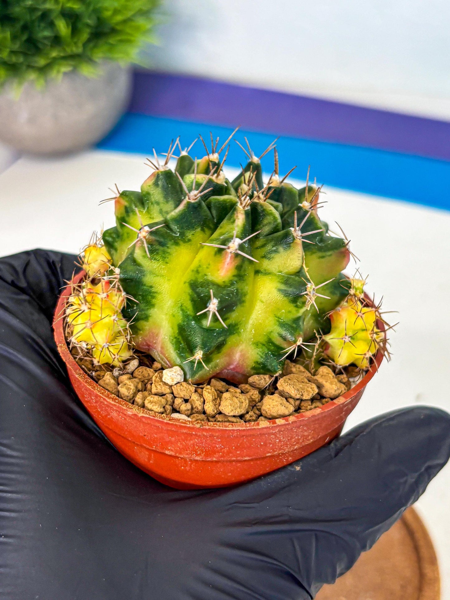 Gymnocalycium Luna (gy8) (p1) | Variegated cactus
