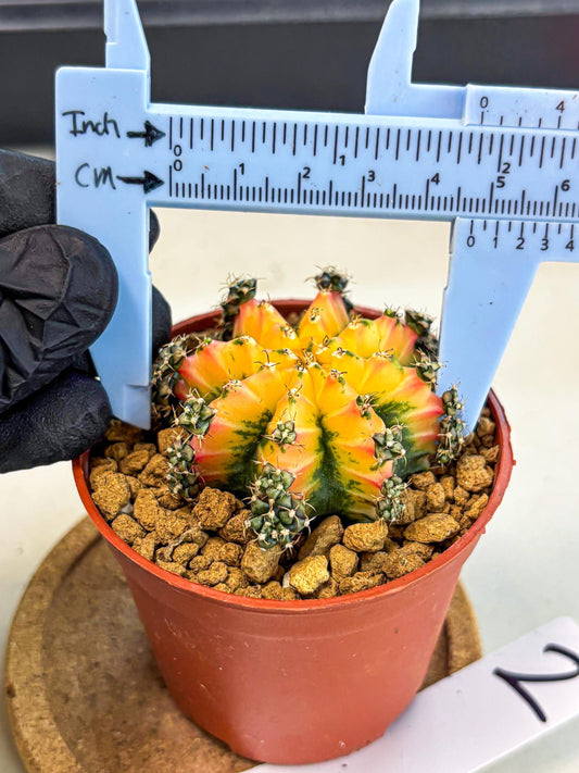 Gymnocalycium Multicolor (gy8) (p2) | Special Hybrid cactus