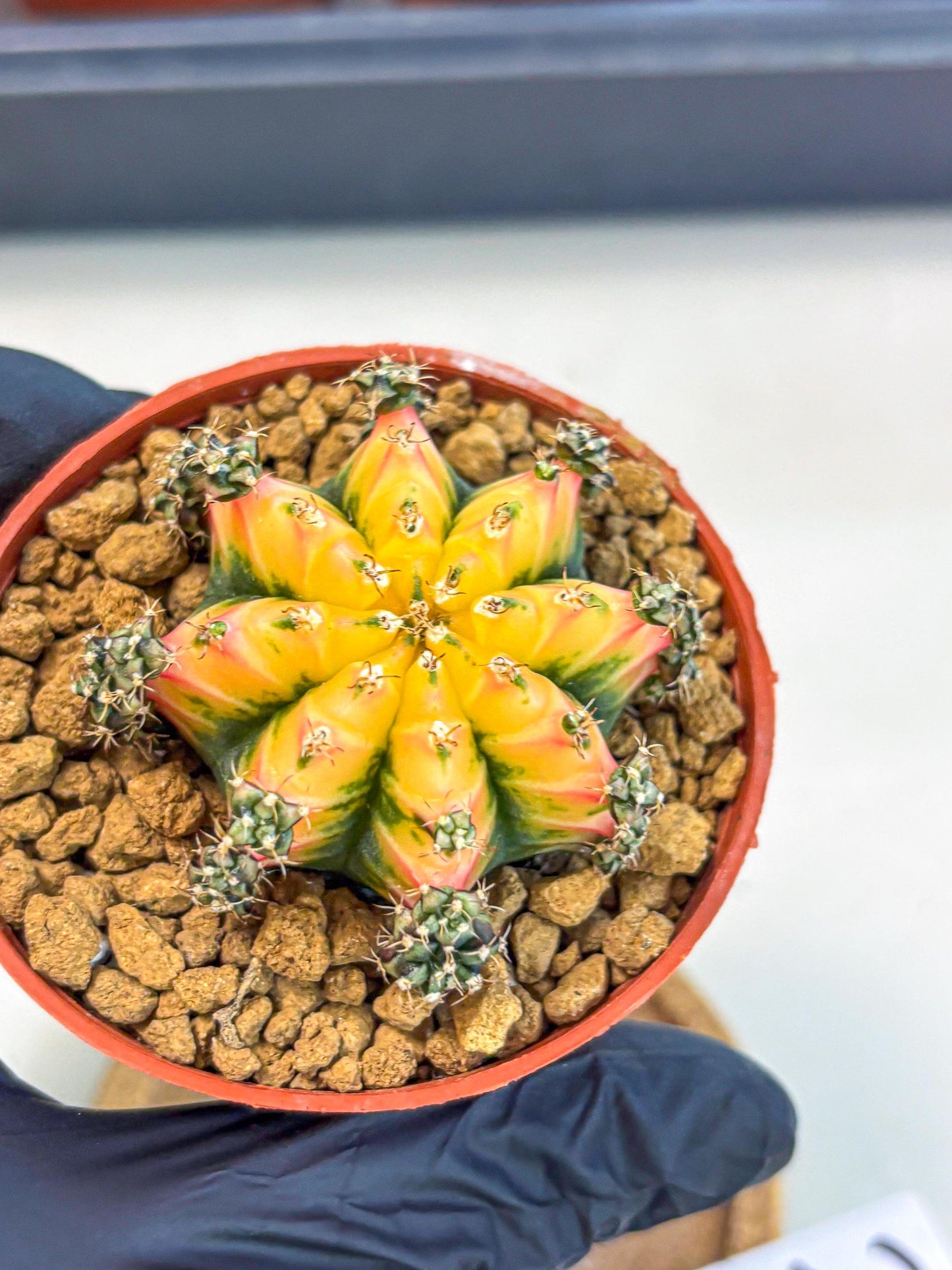 Gymnocalycium Multicolor (gy8) (p2) | Special Hybrid cactus
