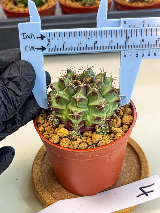 Gymnocalycium Sweet Green (gy8) (p4) | Variegated cactus